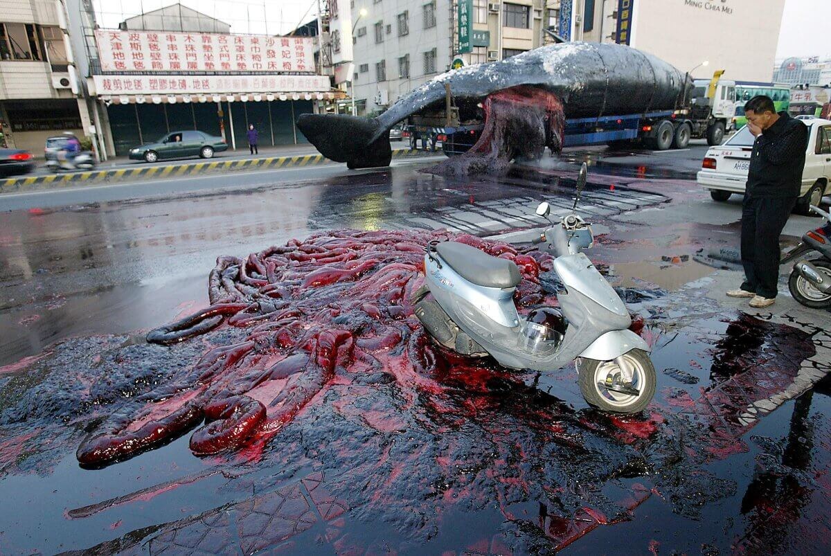    Кровь и внутренности усеивают улицу в Тайнане после того, как разлагающиеся органы кашалота привели к его взрыву. Источник изображения: theexplodingwhale.com