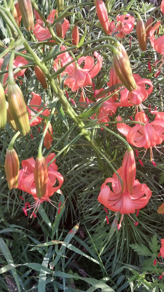 Лилия узколистная.