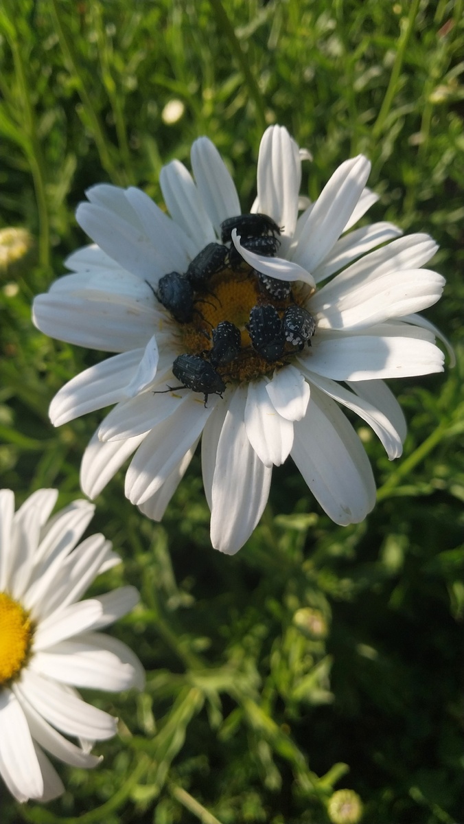 Нивяник с оленкой