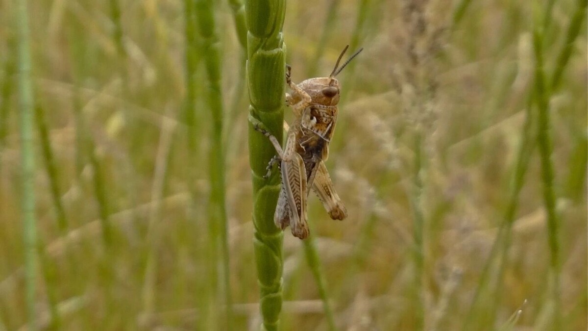     Автор: wikimedia.org