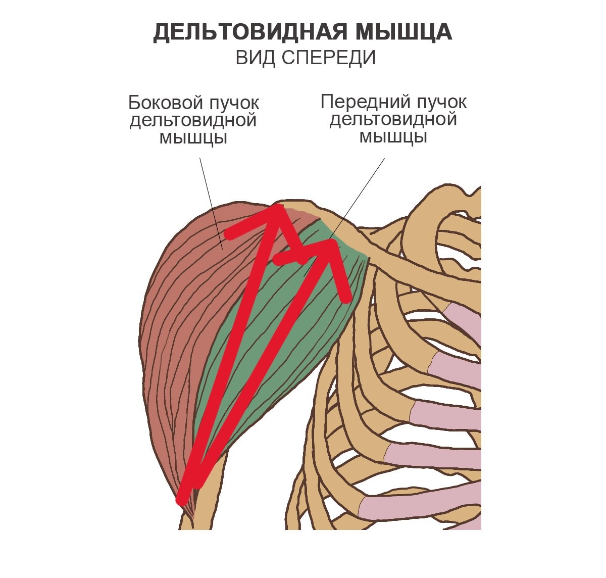 Стрелками показан вектор сокращения мышцы. 
