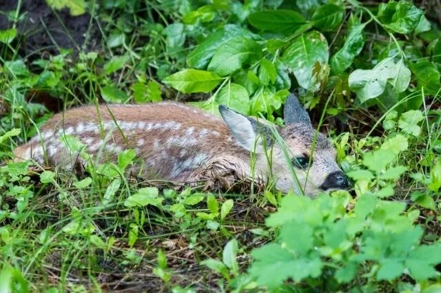    Почему нельзя трогать одиноких детёнышей оленей и косуль в лесу?