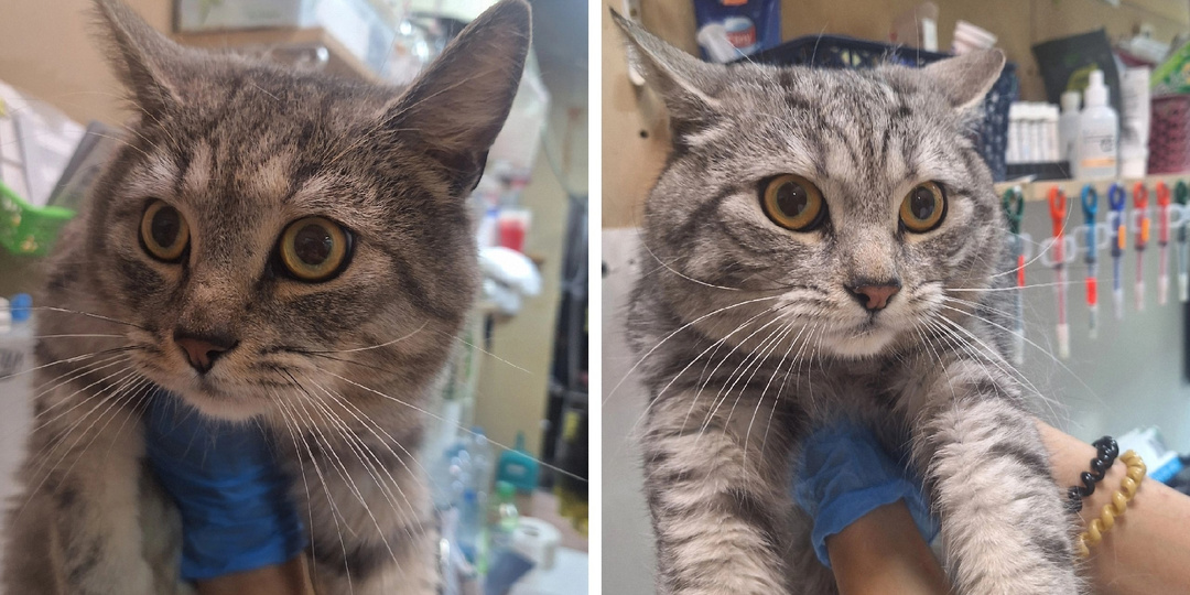 Братья-неразлучники в поисках своего счастья.