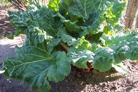 Куст ревеня