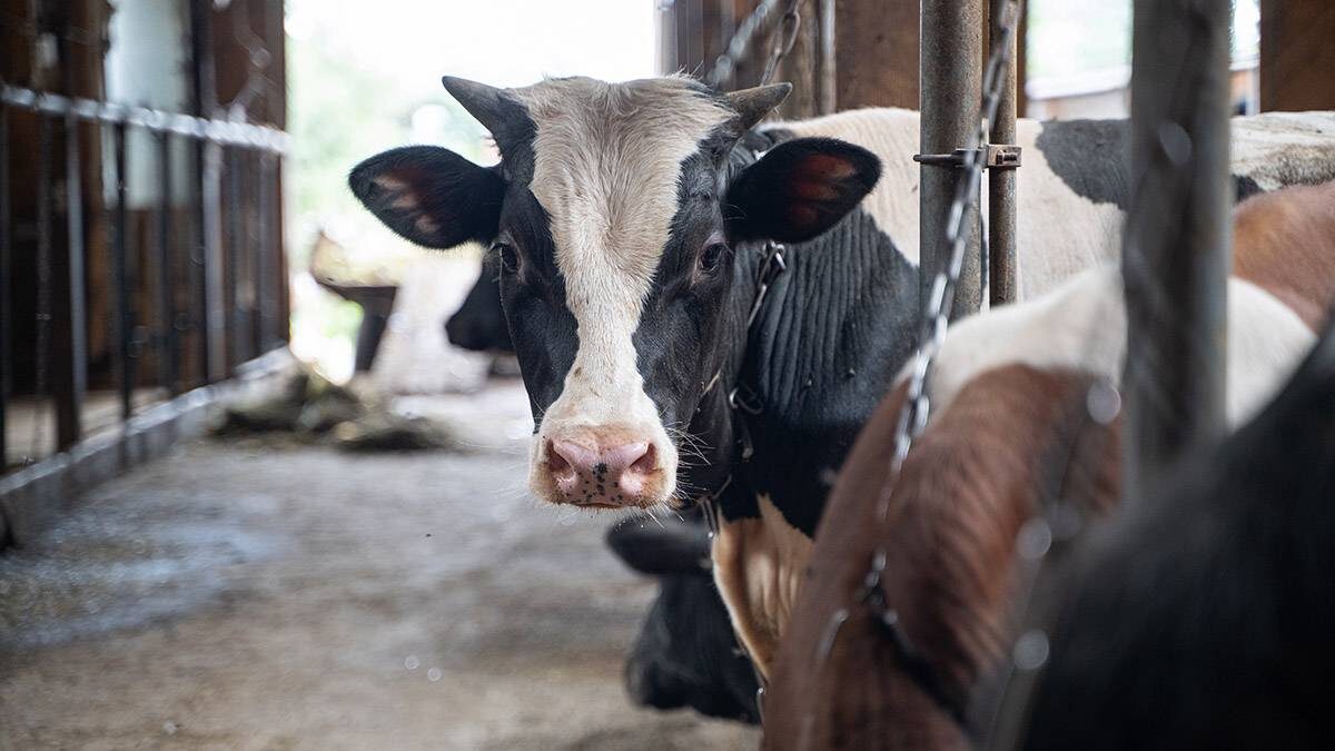    Фото: Анна Темнышова / Вечерняя Москва