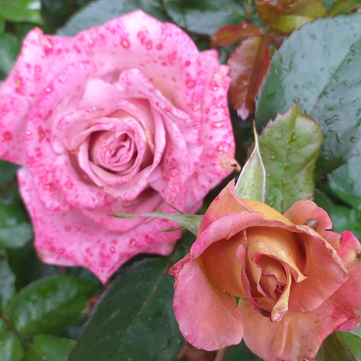 фото автора, чайно-гибридная роза Мишель Друкер