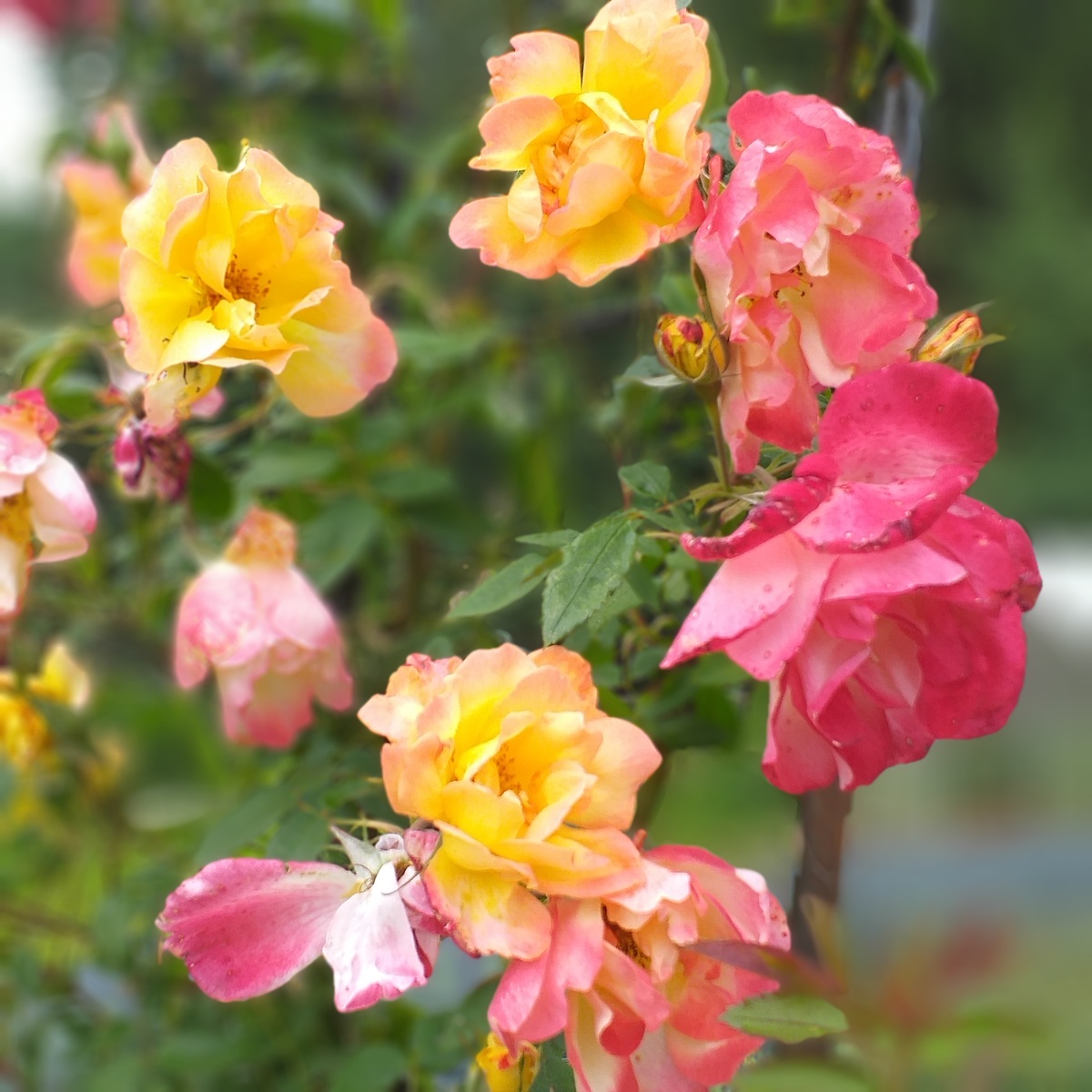 фото автора, роза Полька Бабочка