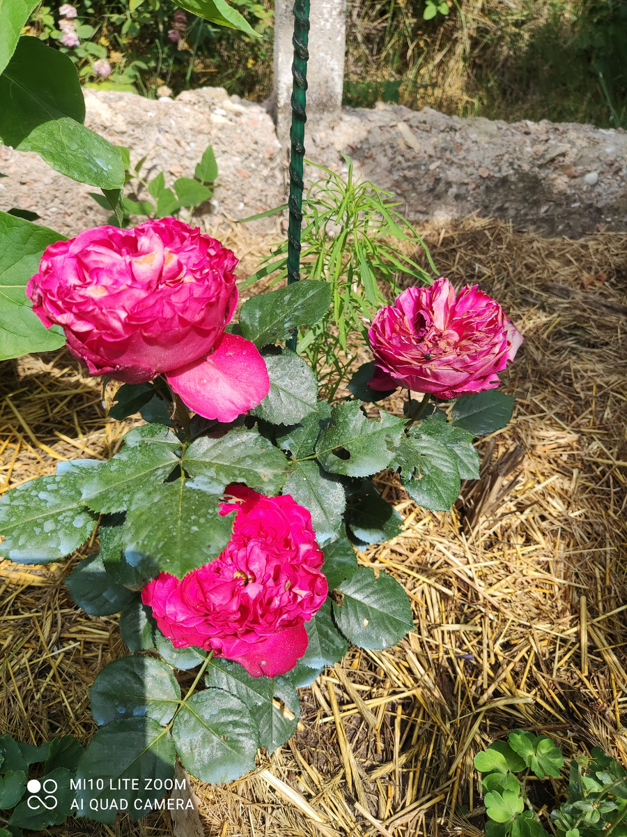 Плетистая роза Эрик Таберли 