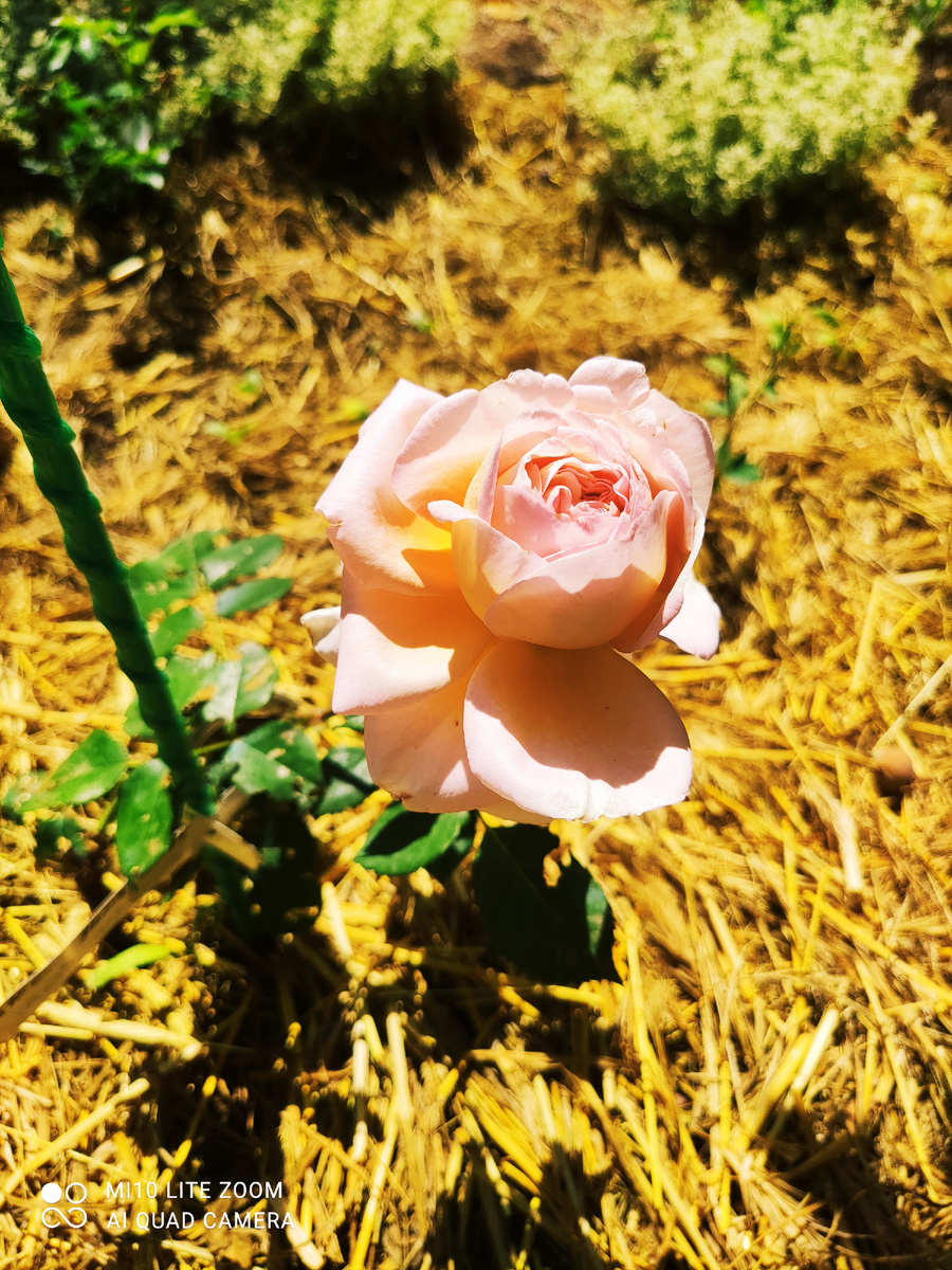 Роза кустовая Вильям Морез 