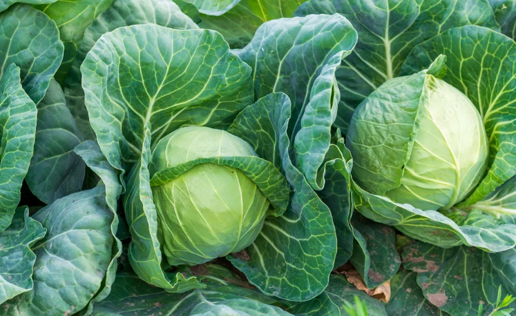подкормка для капусты