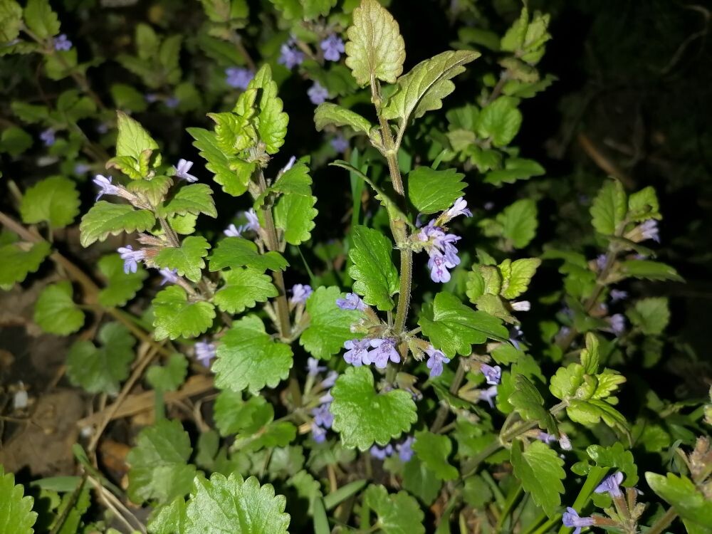 Будра плющелистная, весной побеги еще короткие, растут вверх, потом ложатся и образуют сплошные ковры, фото автора