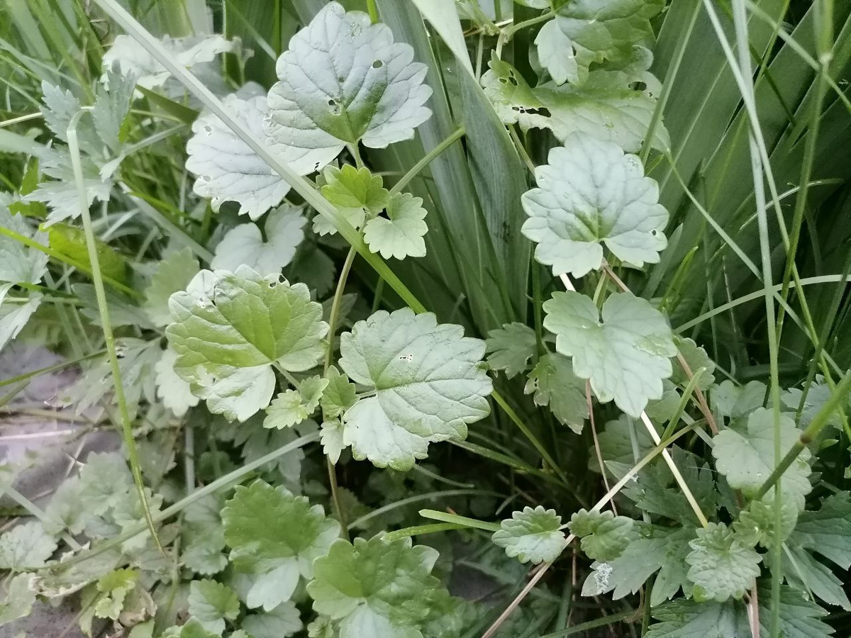 Будра обрамляет нашу дорожку, фото автора