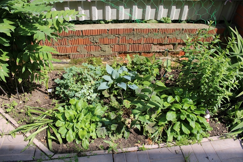 Клумба превратилось в зелёное панно. Ге-ра цветёт, но цветки сливаются с листьями других растений