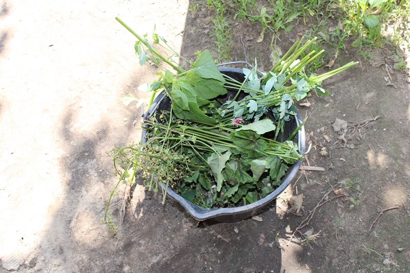 Ведро с сорняками и соцветиями растения