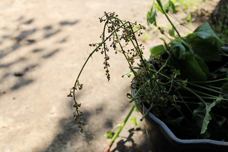 Неприглядные горемыки