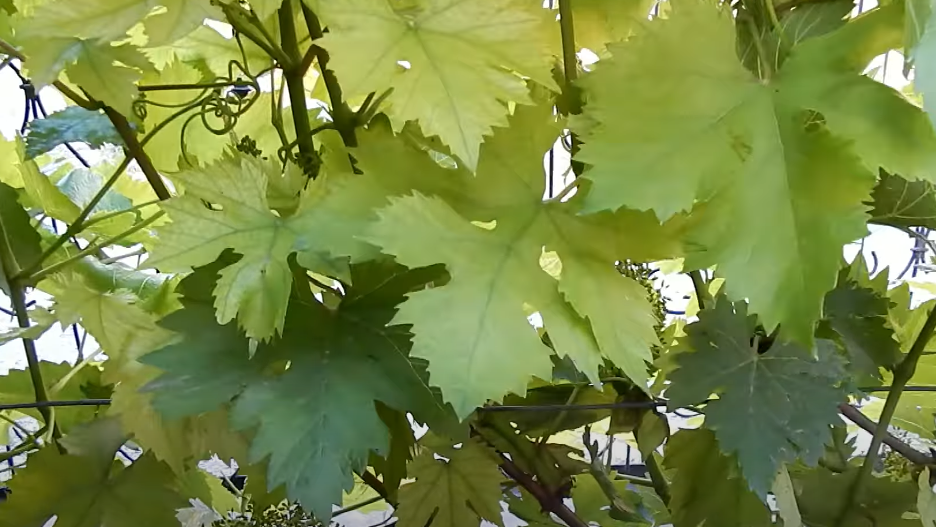 Избавляюсь от железного хлороза на винограде копеечным средством. Листья зеленеют прямо на моих глазах за 3 дня