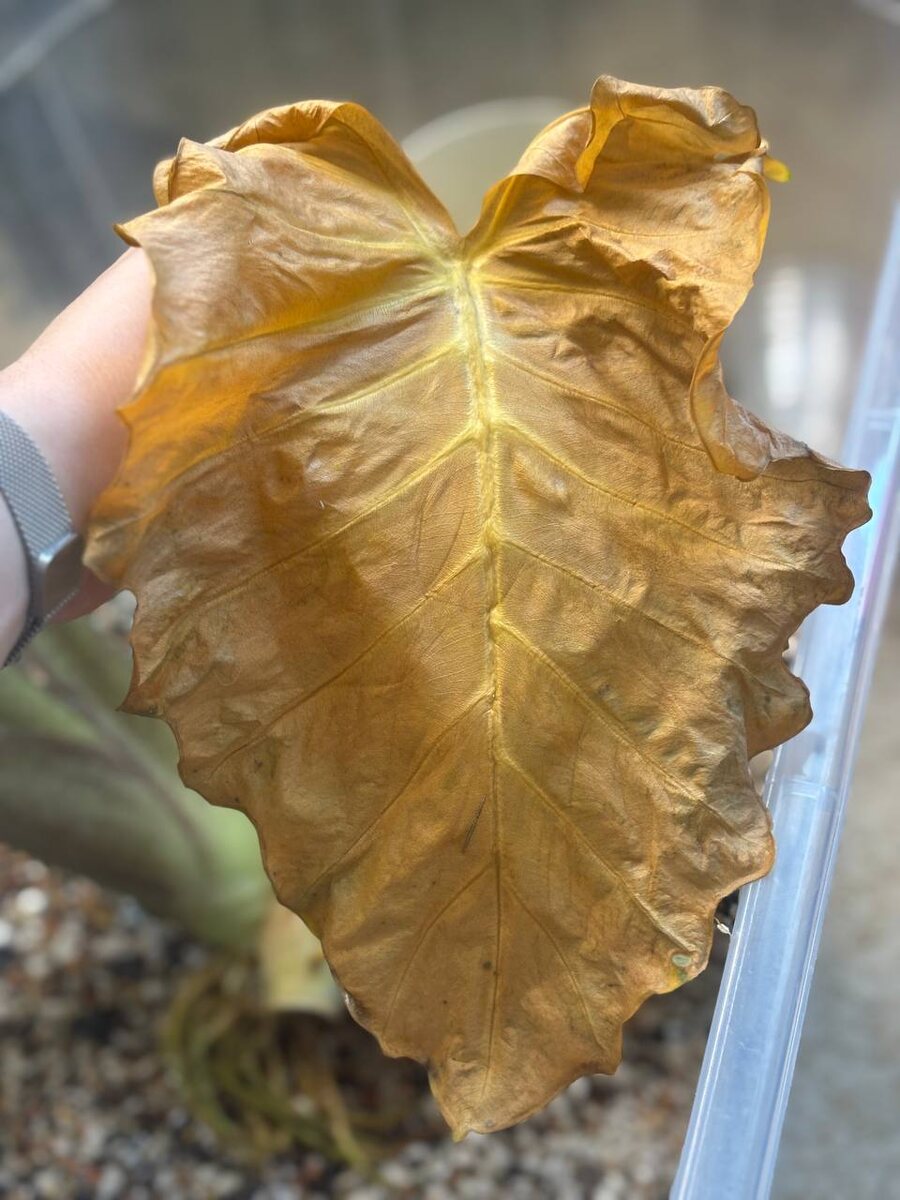 Самый нижний лист.