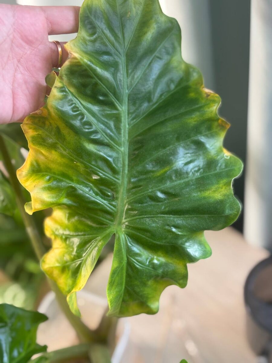 Сомнительно, но окей.