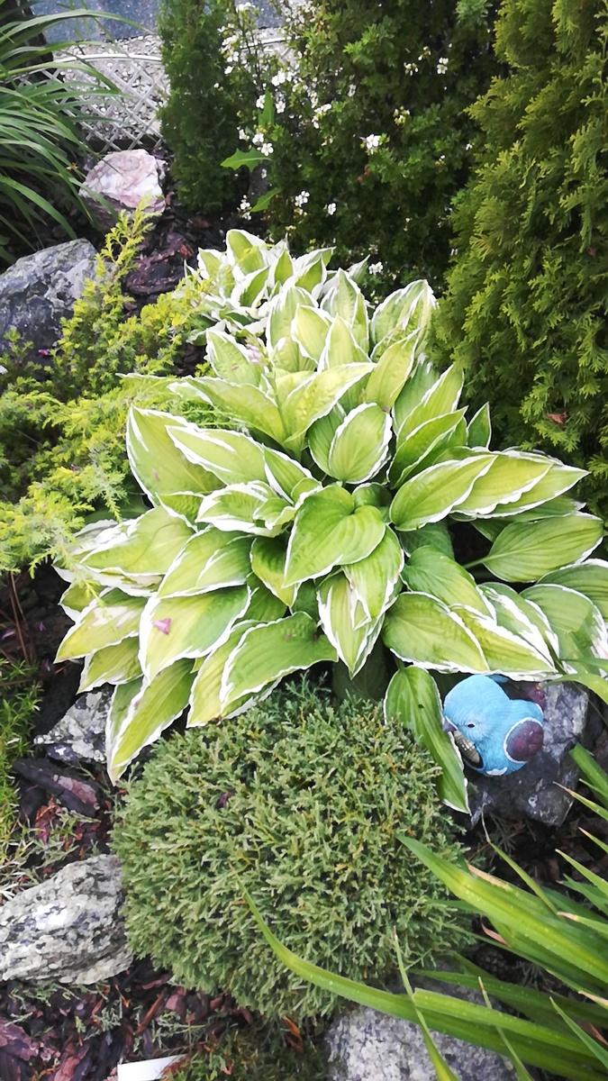 Мои первые хосты