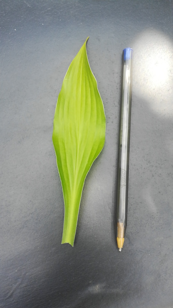 Хоста ланцелистная