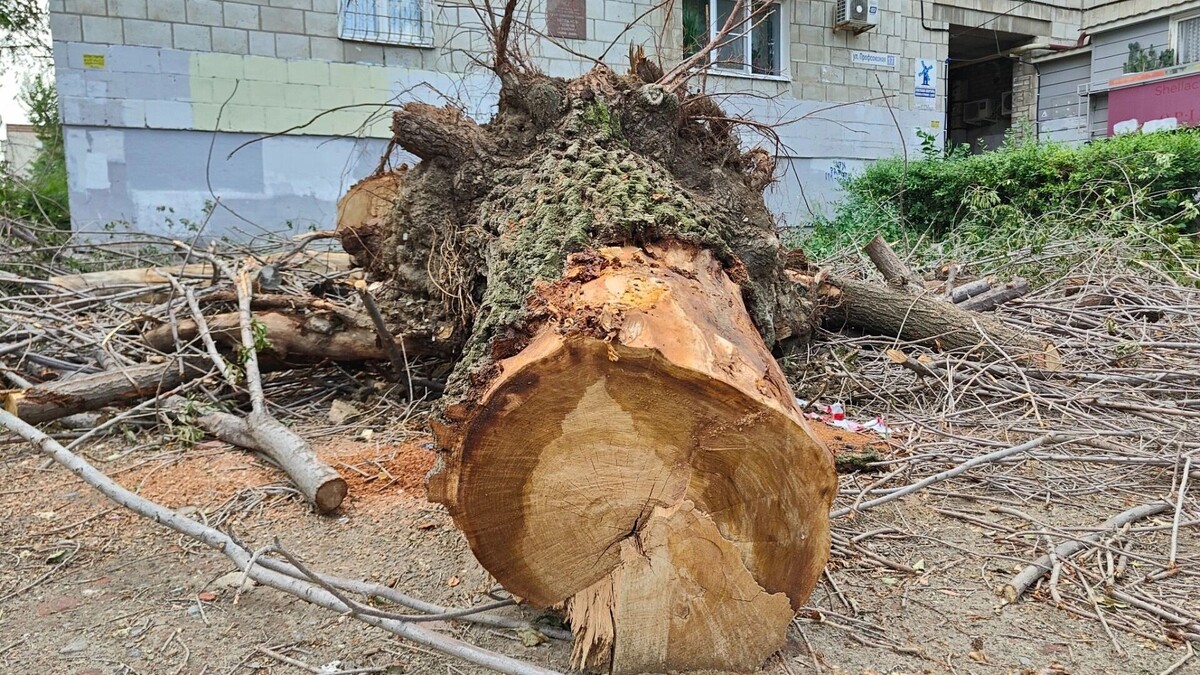     Источник: novostivolgograda.ru