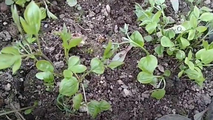 Результат одного сезона размножения - материал для будущей живой изгороди