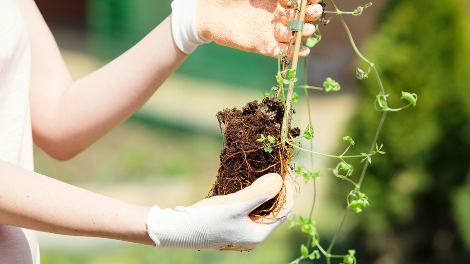 Идеальное состояние побегов для размножения - коричневые у основания, гибкие сверху