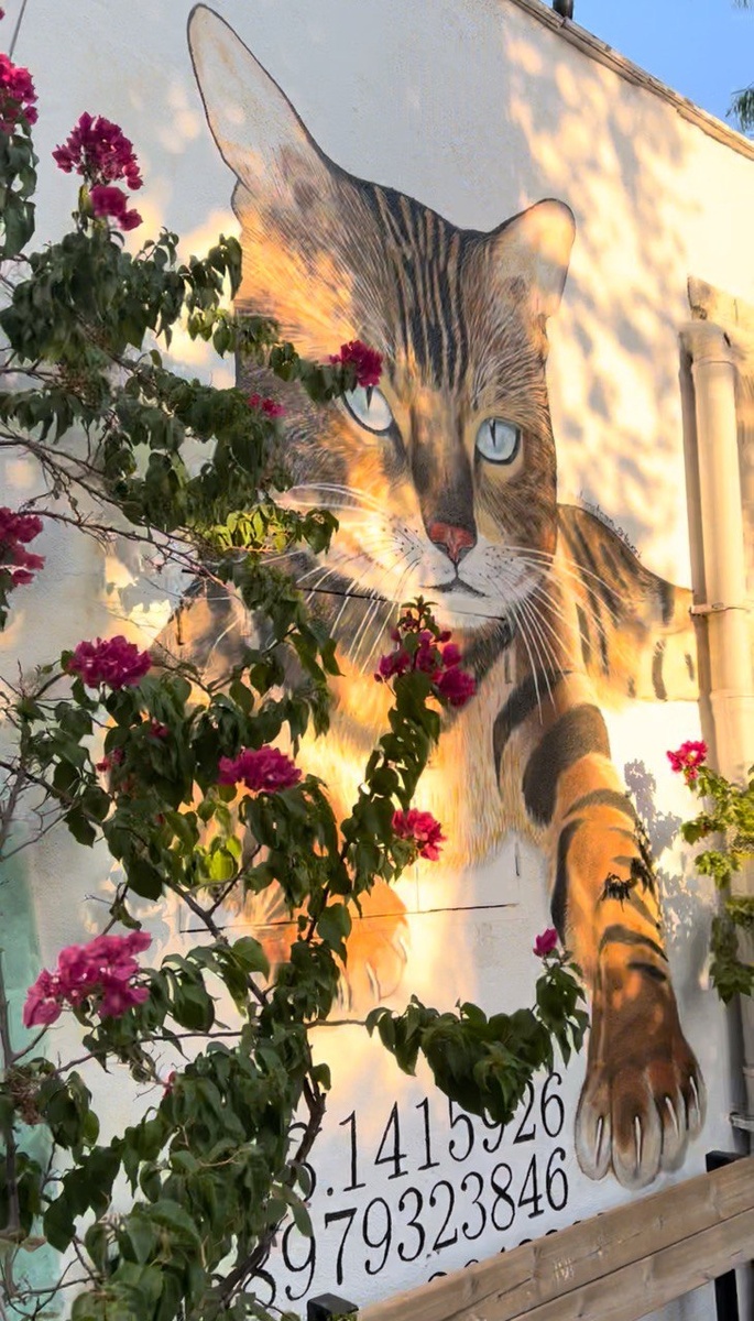 Котов в Турции любят и уважают