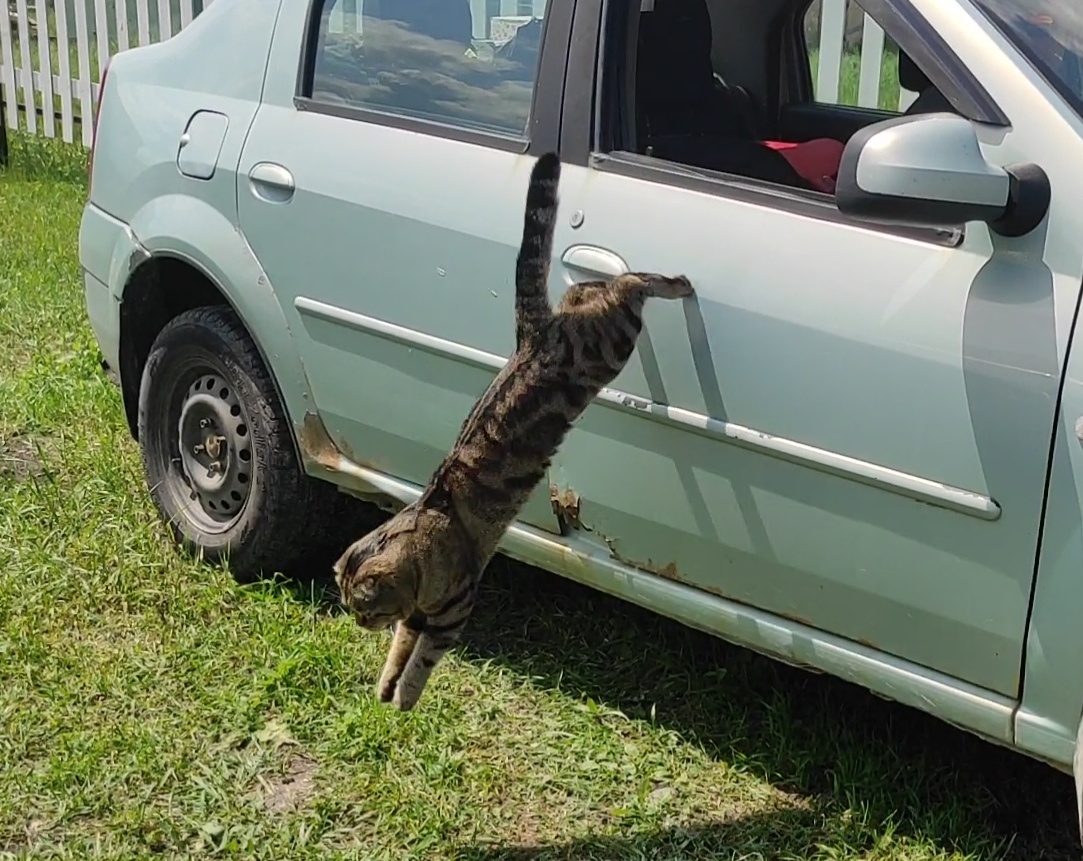 Ну вот так. Хотела снять видео, как он выходит через дверцу, а он не дождался
