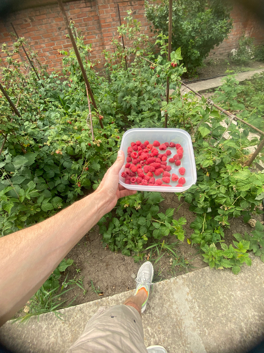 Собираю урожай 