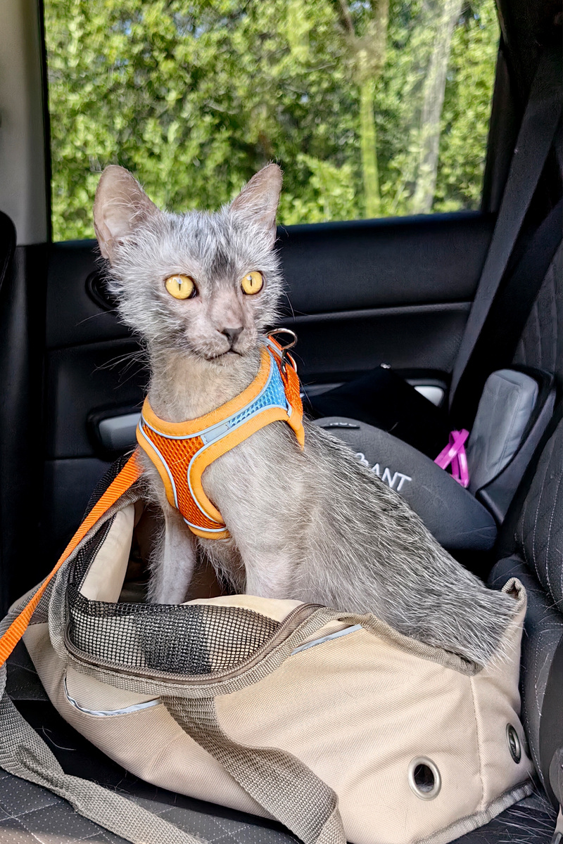 Котик Арни 😸