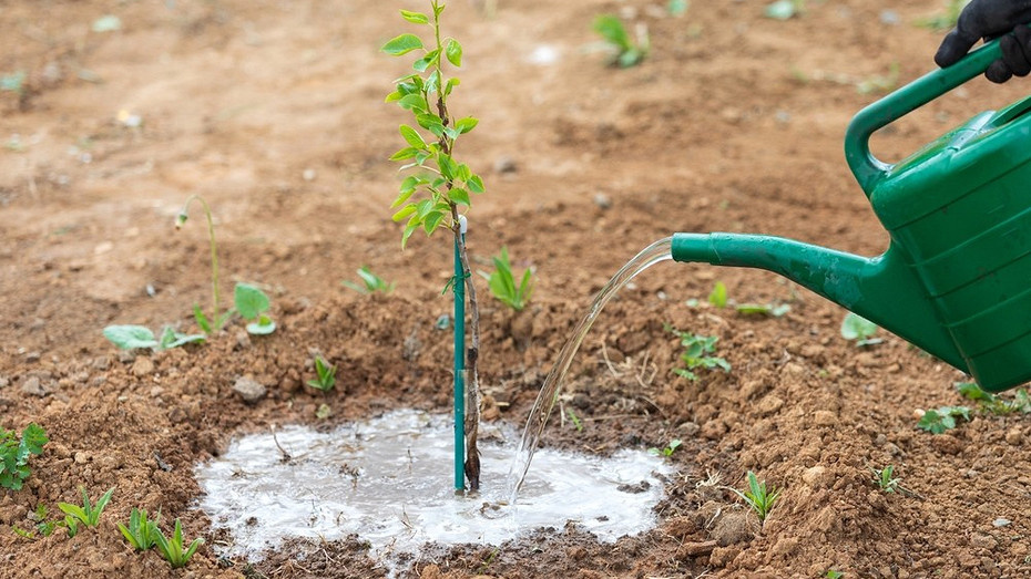 Фото здесь и далее ShutterStock/Fotodom.ru