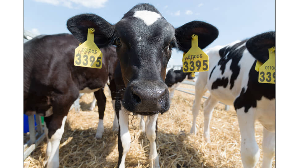 Фото: Игорь Елисеев / Коммерсантъ