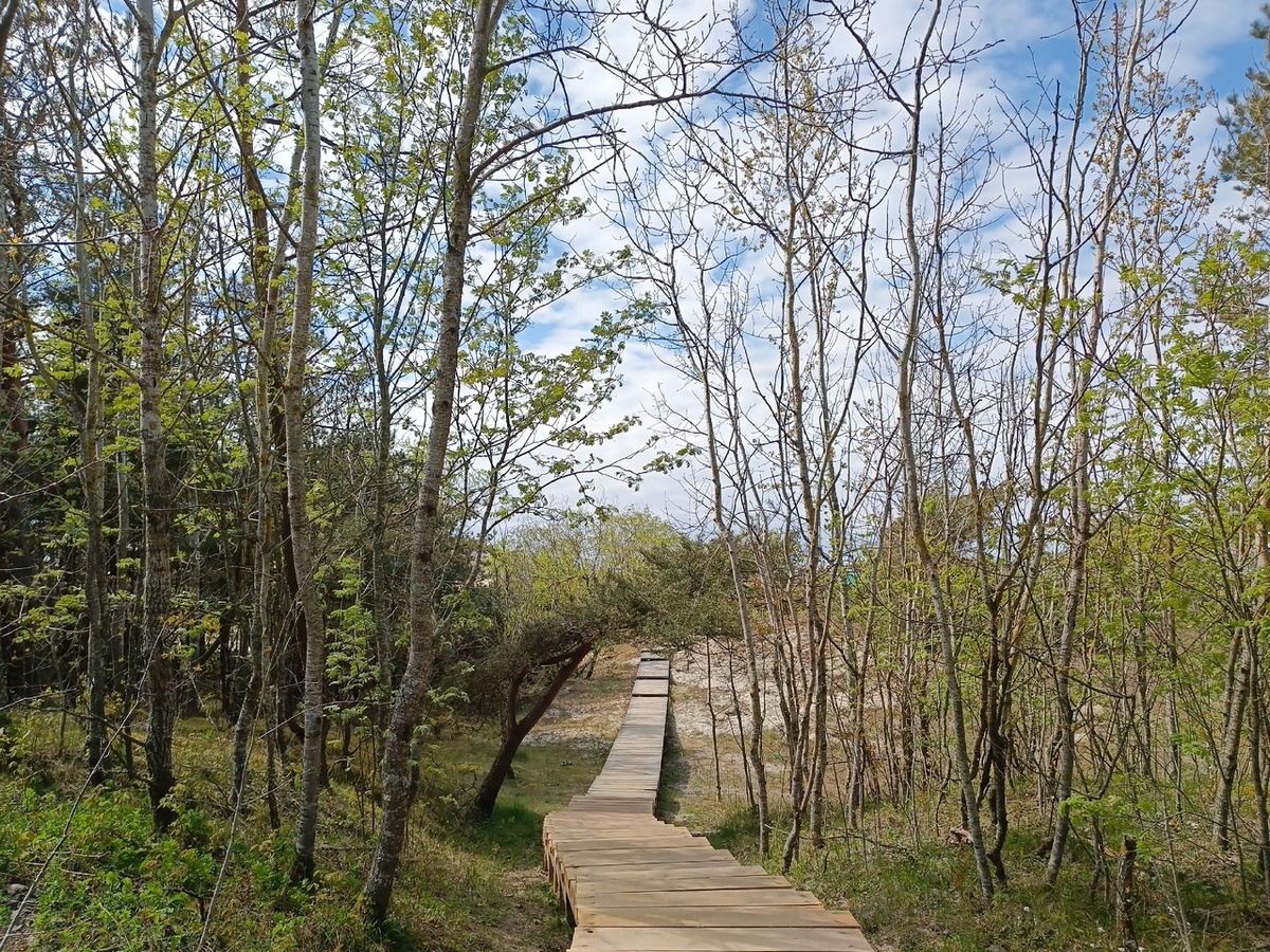 Куршская коса