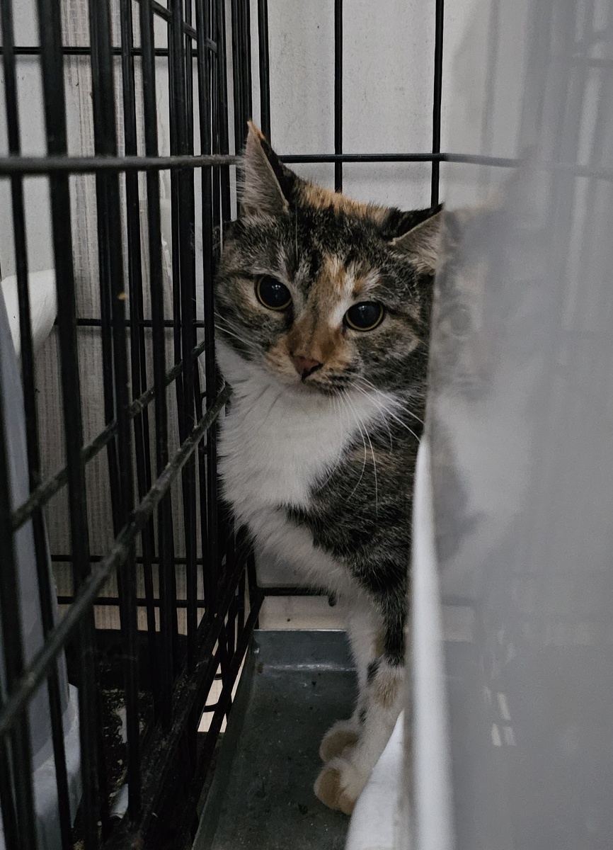 Фото автора. Девочка которую надо простерилить.