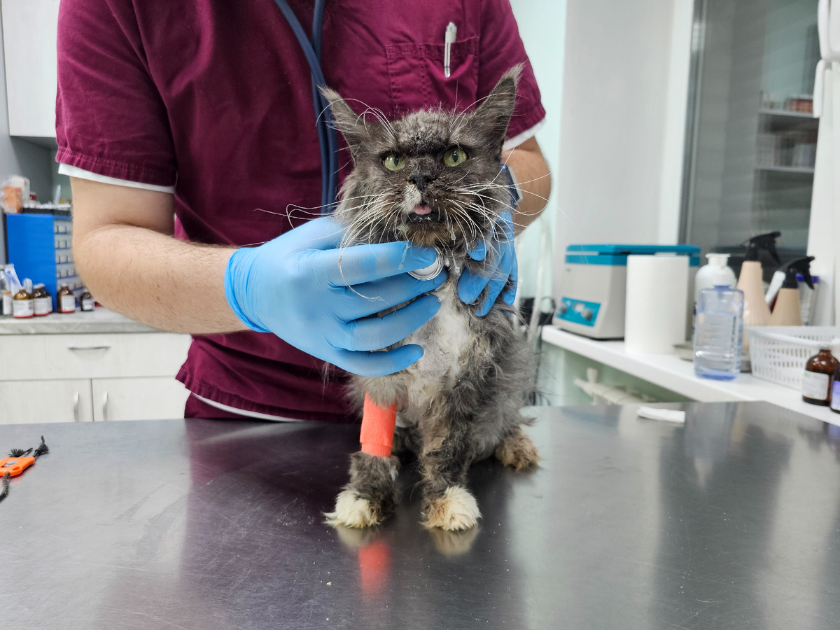 Фото автора. Наша Соня, еще одна заболевшая фип. С осложнениями.