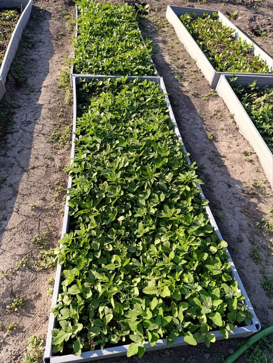 Это, что???🥕🥕🥕🥕🥕🥕🥕🥕🥕