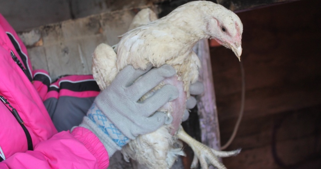 Глисты у домашней птицы: что делать и как лечить