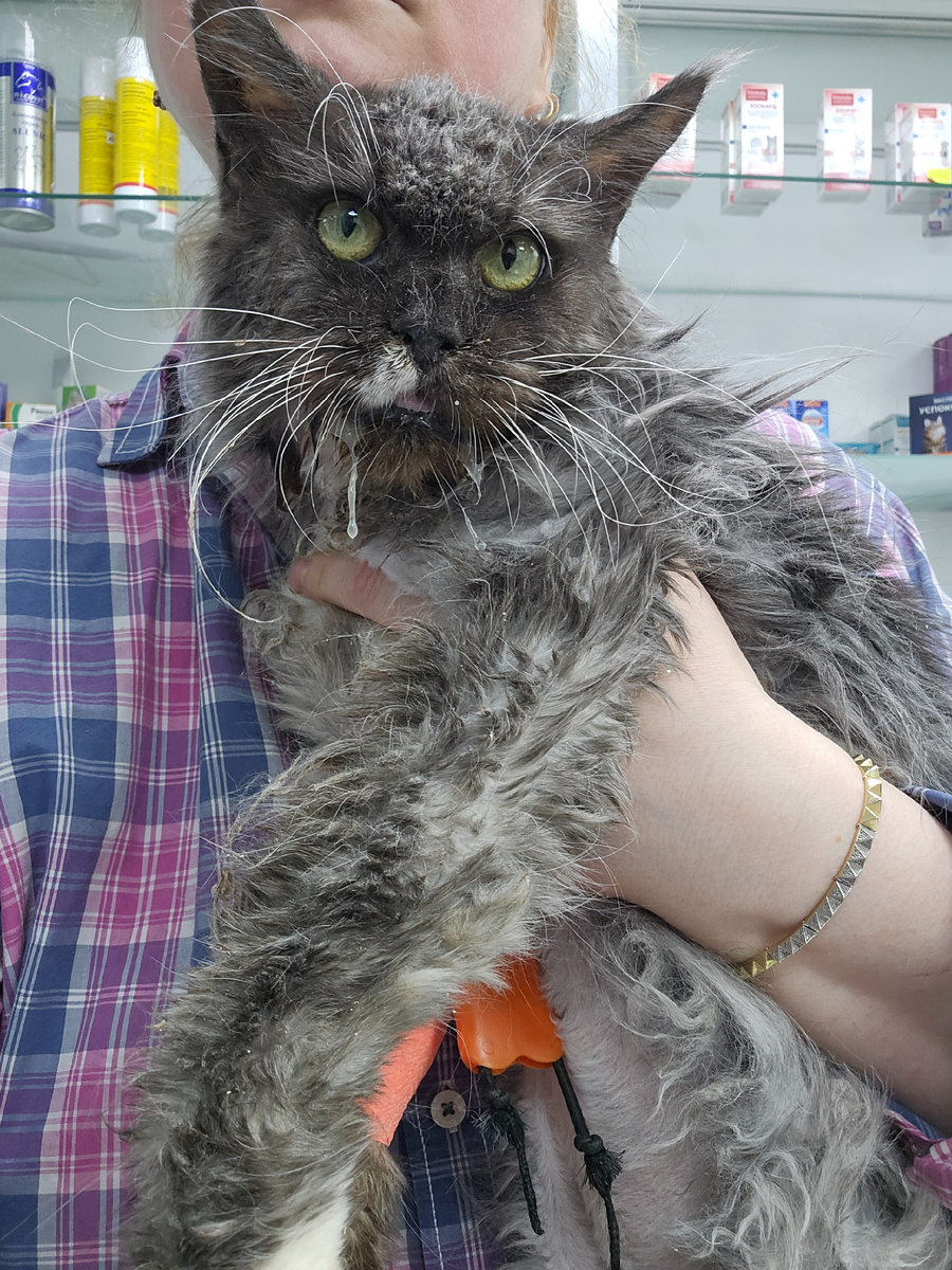 Фото автора. Соня заболевшая фип.