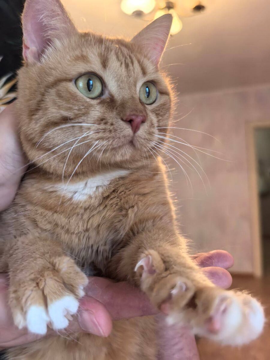 Вот такой красавчик на передержке у Руслана. Фото из архива автора