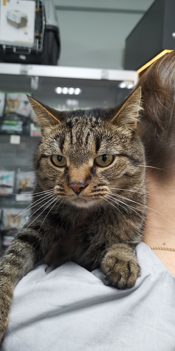 Нужен дом и хорошие хозяева коту Барсику!!! Очень милый, добрый котик ждёт своего хозяина и уютный дом, ему очень одиноко сидеть в клетке в клинике Зооакадемия на Ялтинской ул. в Москве. Его принесли волонтёры! Я бы забрал, но наш Кекс после операции и с вирусной лейкемией. И уже почти не движется. Мы и так плачем и не знаем как поступить и для нас новый питомец не будет радостью, а опять переживаниями, если с ним что то случиться. Поэтому, если есть добрые люди и любящие и хотчщие нежного и доброго питомца, то отзовитесь!! 