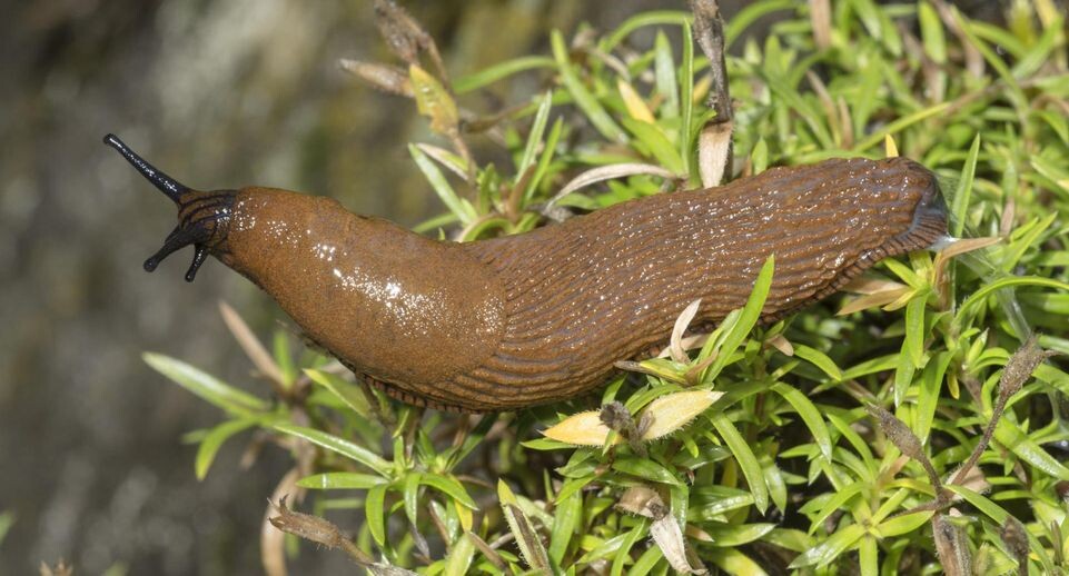    Hans Lang/imageBROKER.com / www.globallookpress.com