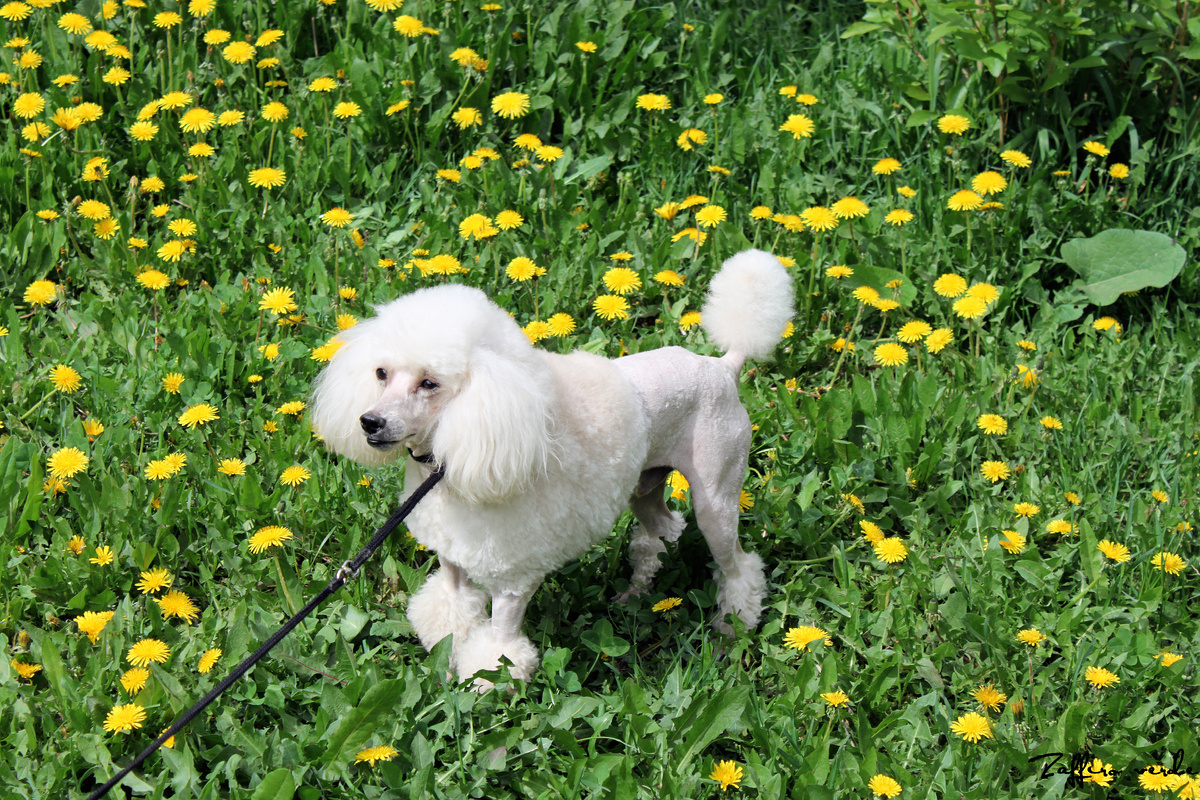 Ваня в детстве. Фото автора