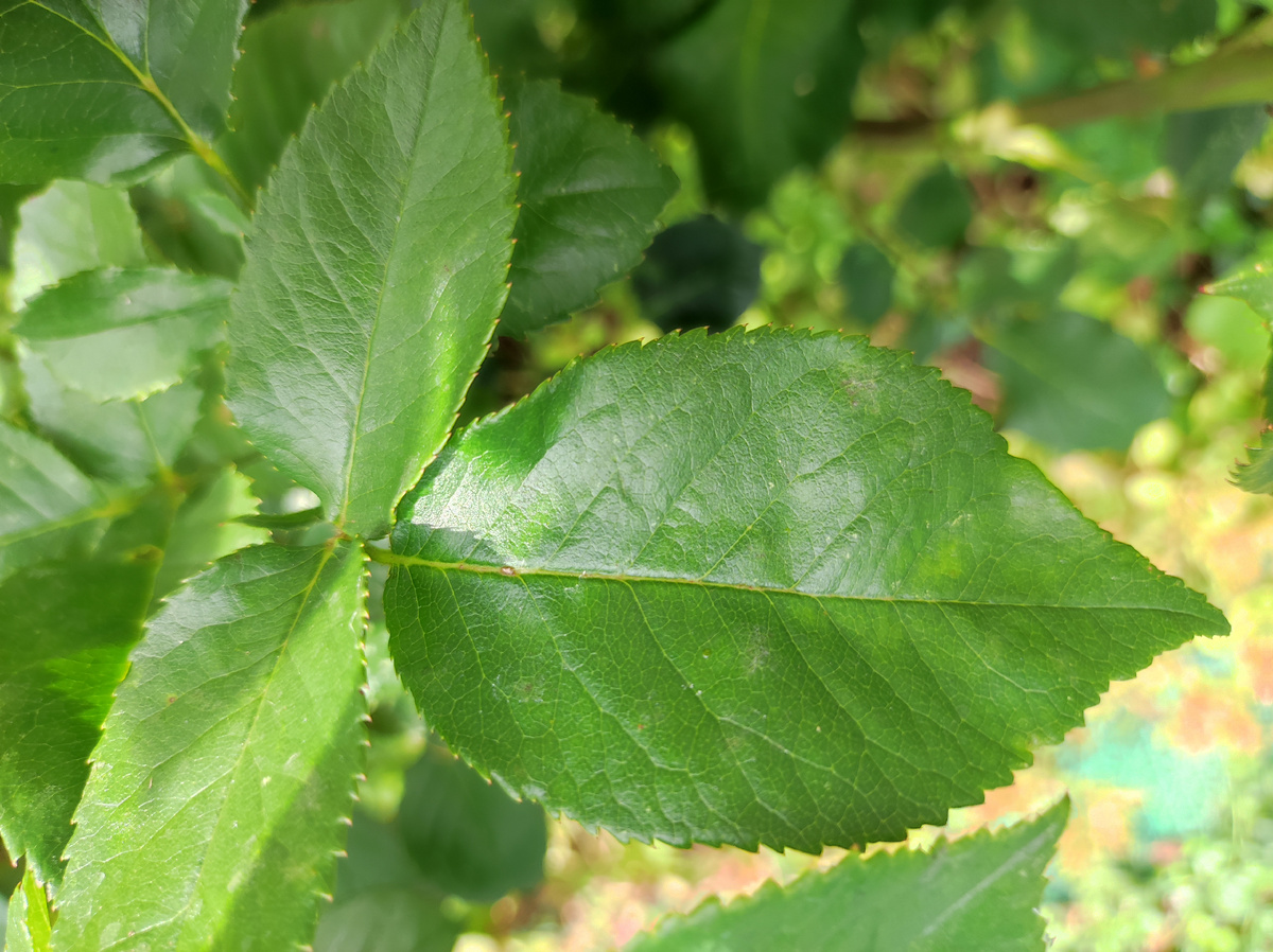 Трёхлиственник 🌹😄 - лист розы состоящий из трёх листочков. Фото автора.