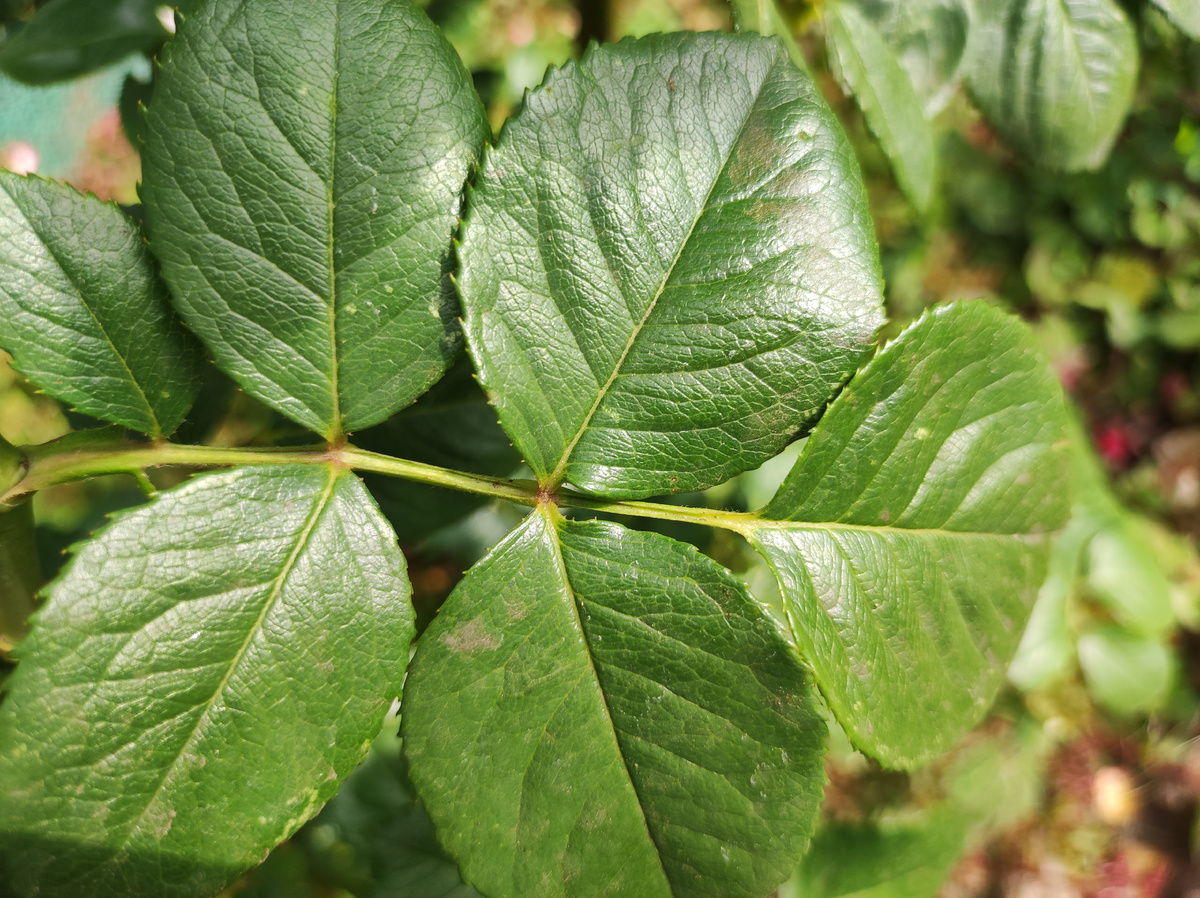 Пятилиственник 🌹😄 лист розы состоящий из пяти листов.
