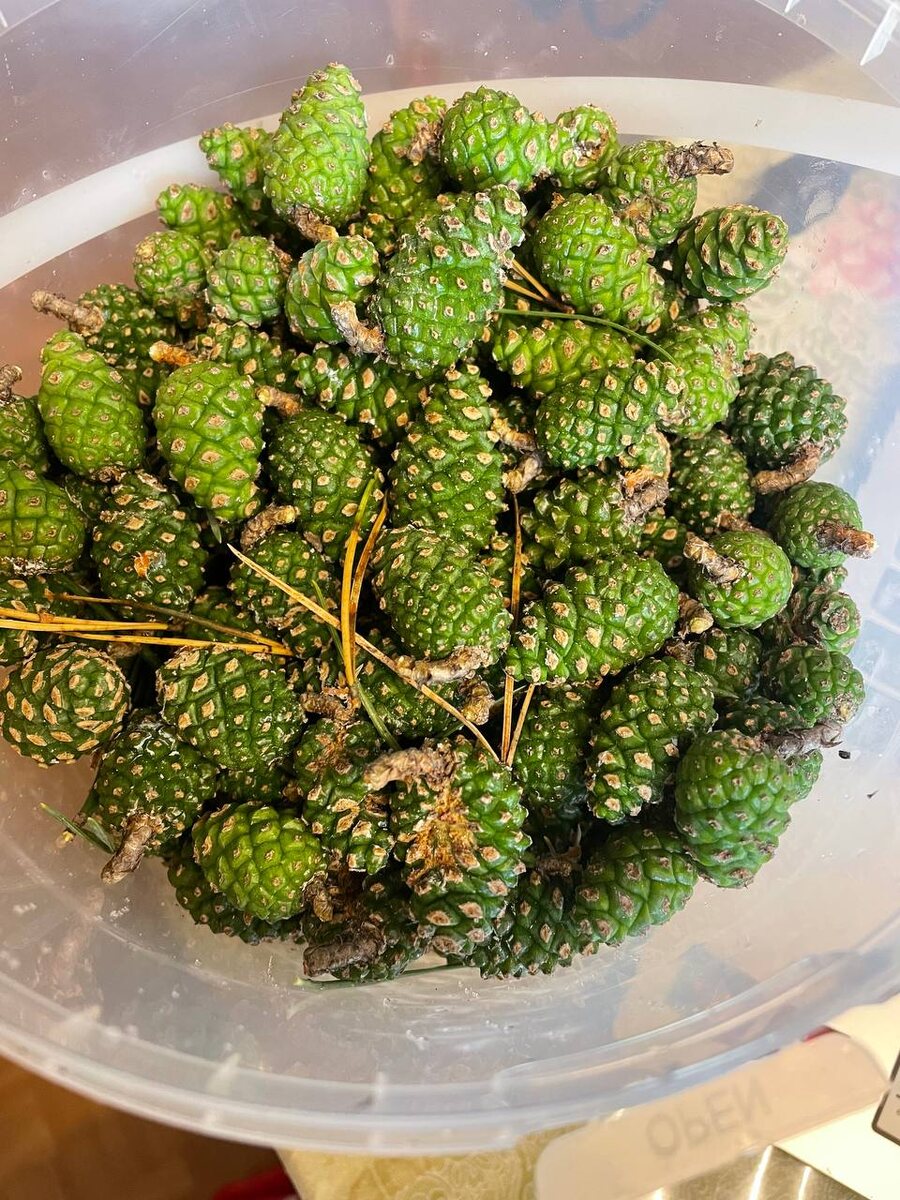 Молодые сосновые шишки.