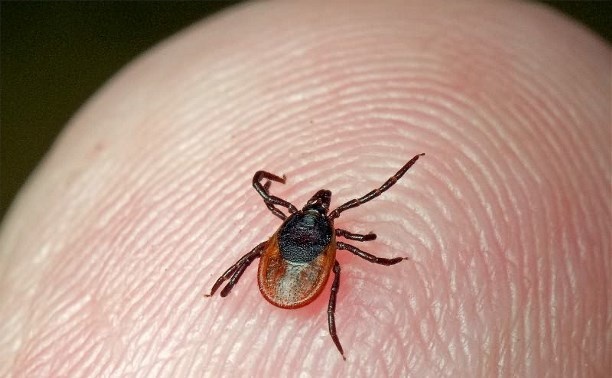    клещ на пальце Ольга Щеглакова