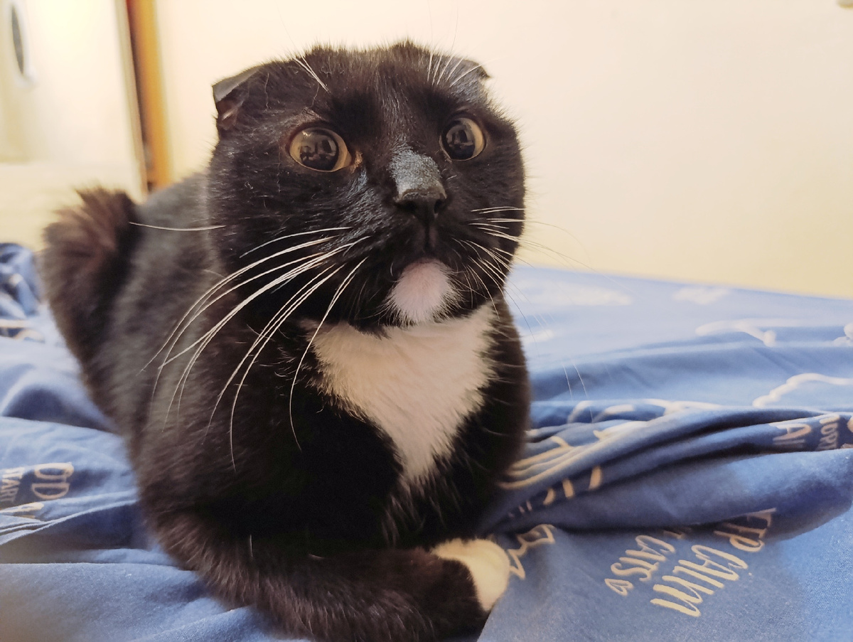 "Перепиши на меня квартиру, а я тебе буду мур-мур делать"