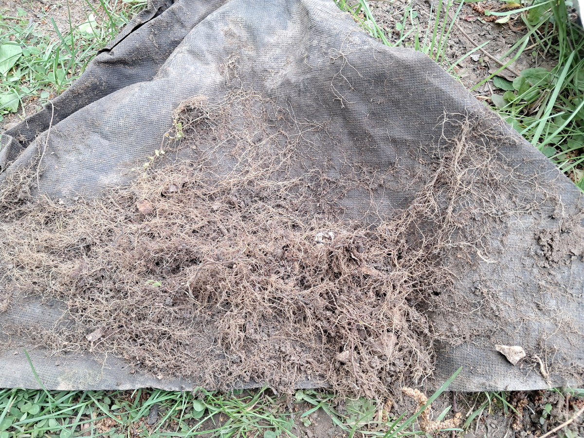 За 9 лет сорняки оставили свои следы в укрывном материале