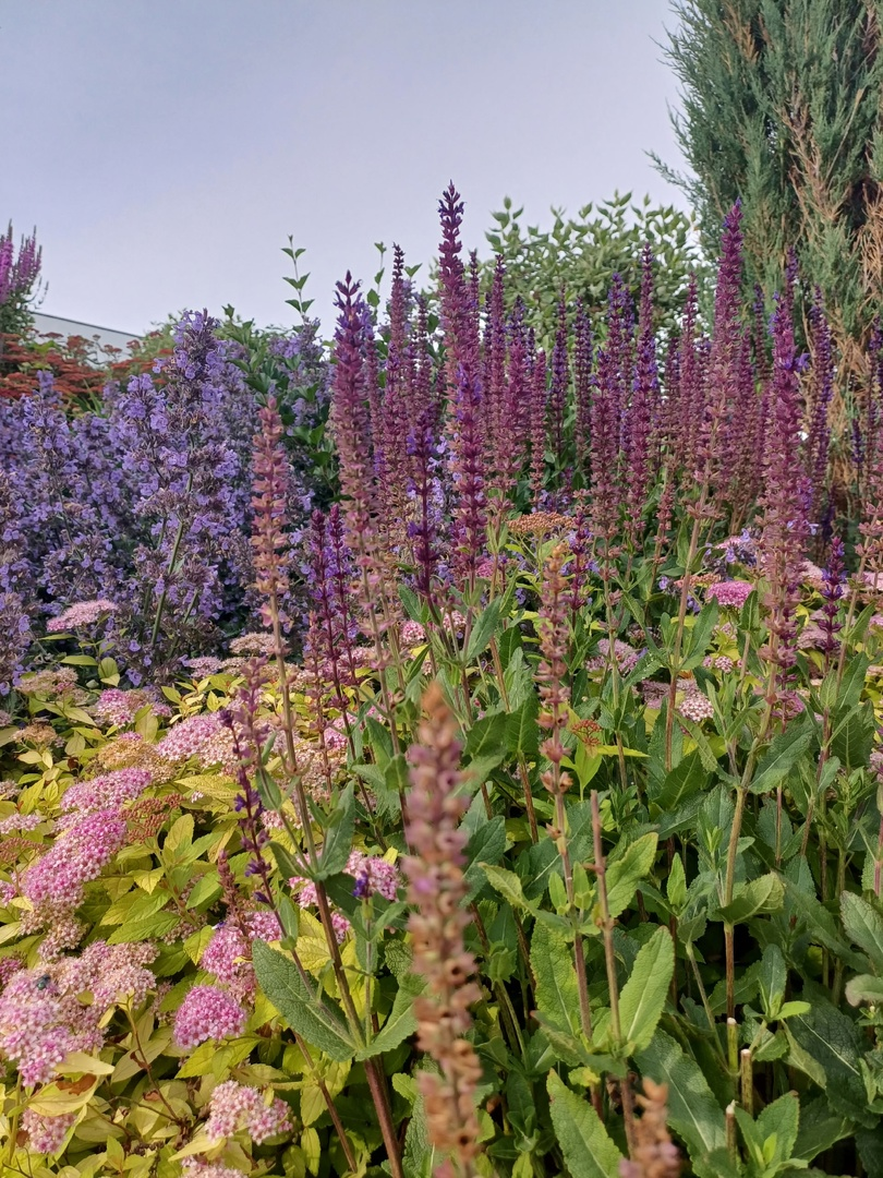 лето цветущее